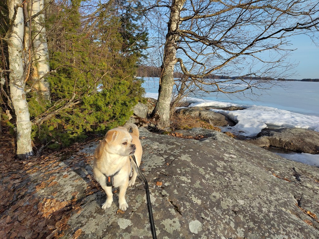 Pieni vaalea koira seisomassa rantakalliolla ilta-auringossa.
